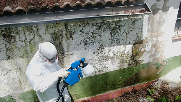 Trusted Crawl Space Mold Removal service in Willowbrook, IL - Cheap Mold Removal